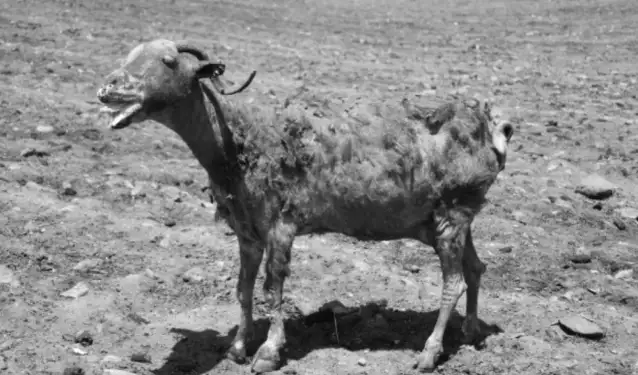 Veterinerler yangının acı bilançosunu açıkladı