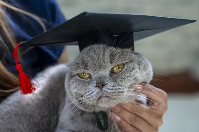 Diyet akademisinden mezun oldu! Kedi Şiraz'ın muhteşem değişimi