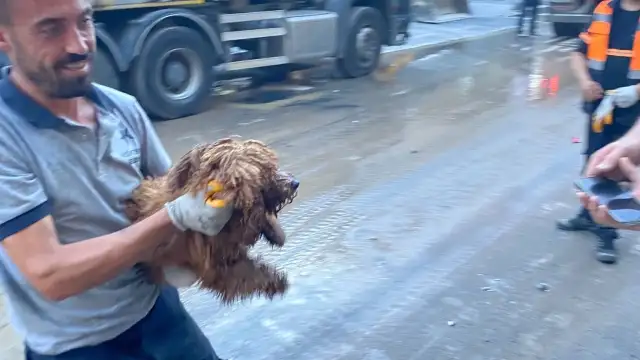 Küçükçekmece'de çöken binanın enkazından 12 saat sonra köpek kurtarıldı