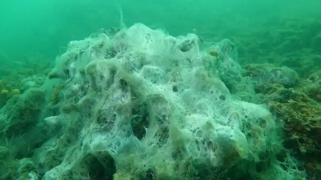 Balıkesir'in Bandırma kıyılarında müsilaj görüldü