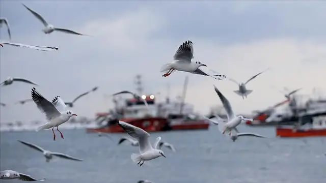 Daha şiddetli ve sık tropikal fırtınalar deniz kuşu popülasyonunda düşüşe neden olabilir