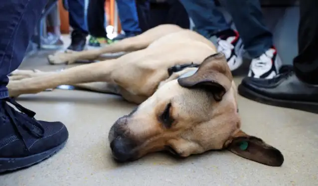Kulis: AKP'nin köpek katliamı yasası yaz tatilinden sonra gündeme gelecek