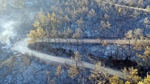 İzmir'deki orman yangınları kontrol altına alındı: Gözaltılar var