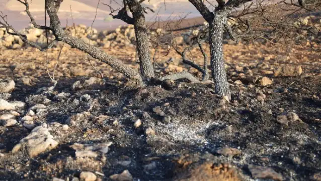 Binlerce dönüm arazinin küle döndüğü yangında soğutma çalışmaları devam ediyor