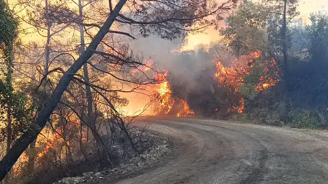 Aydın'da zeytinlik ve ormanlık alanda çıkan yangına müdahale ediliyor