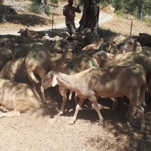 Muğla'da zehirlendikleri tahmin edilen 30 koyun öldü