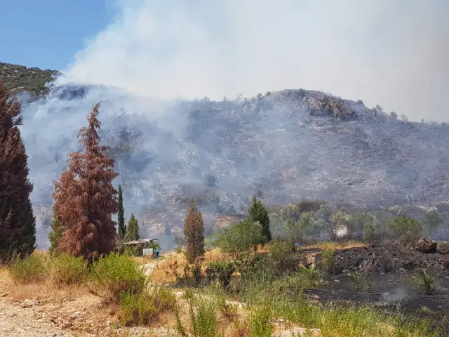 İzmir'de ormanlık alanda çıkan yangın kontrol altına alındı