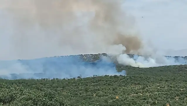 Lice'de orman yangını