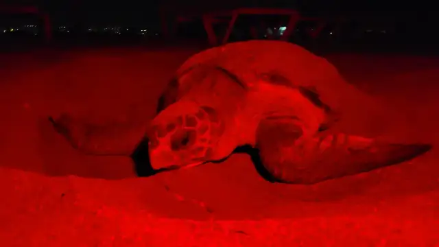 Manavgat'ta caretta carettalar mavi sularla buluşmaya başladı