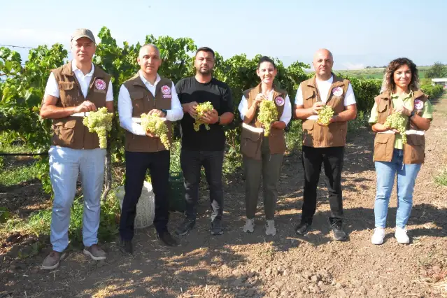 Manisa Sofralık Sultaniye üzüme ilk makas vuruldu