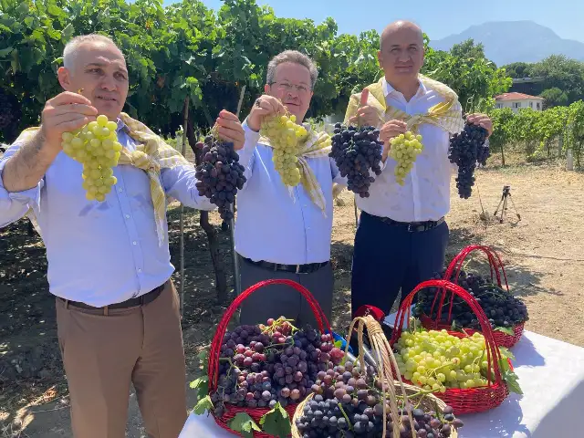 Spil Karası üzümünde ilk hasat yapıldı