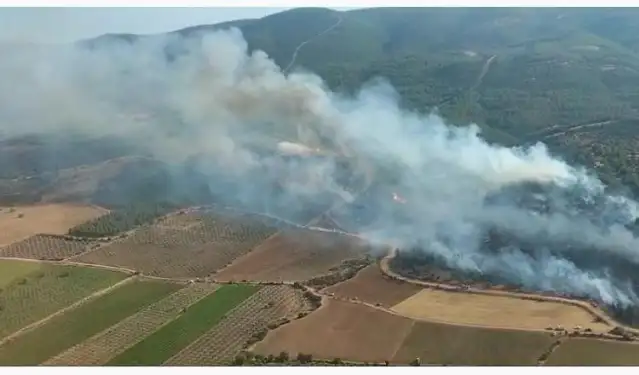 Manisa’da yine orman yangını