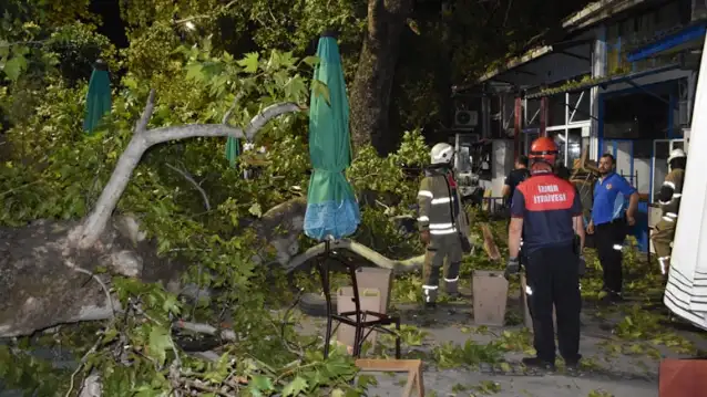Asırlık çınarın dalları koptu: 2'si ağır 9 yaralı