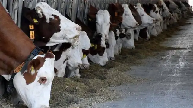 Hayvanları öldüren virüs giderek yayılıyor