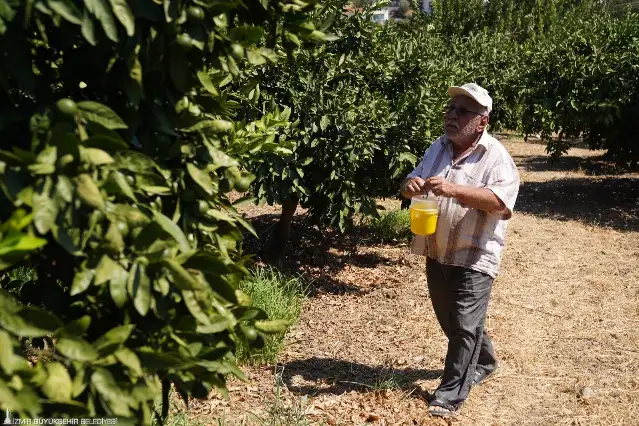Karaburun’da narenciye kalitesi artıyor