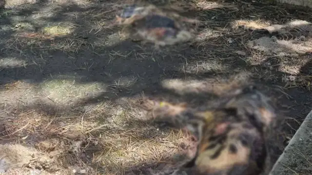 Kütahya'da 13 köpek sulama havuzuna atılarak öldürüldü