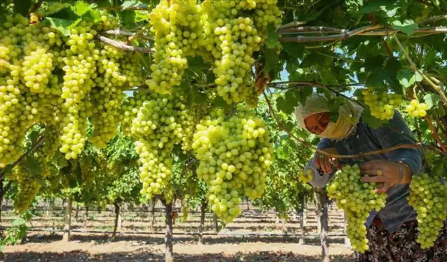 Çiftçiler Sendikası: Üzüm taban fiyatı en az 162 lira olmalı