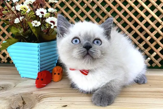 Blue Point Kedi Bakımı: Çok Tüy Döker Mi? Özellikleri Nedir?