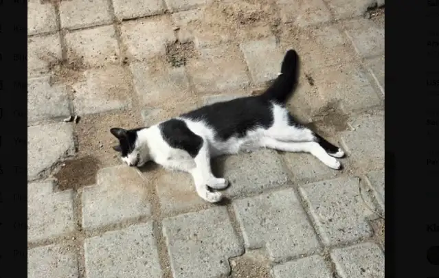 Kadıköy'de 25 sokak hayvanının ölü bulunmasına ilişkin çalışma başlatıldı