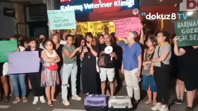 Kadıköy’de 27 kedi ve 3 köpek zehirli mama verilerek öldürüldü