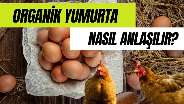 Organik Yumurta Nasıl Anlaşılır? Kodu Nedir? Hangi Renk Olur?