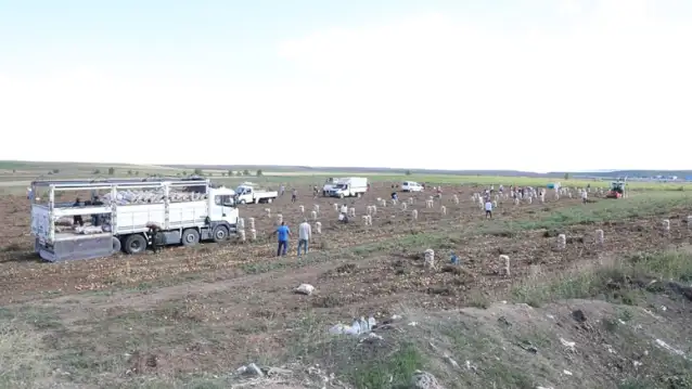Tüccar 'küçük' deyince çiftçi, patatesleri halka ücretsiz dağıttı