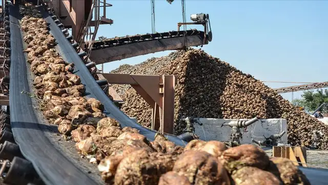 Şeker pancarı alım fiyatı belli oldu