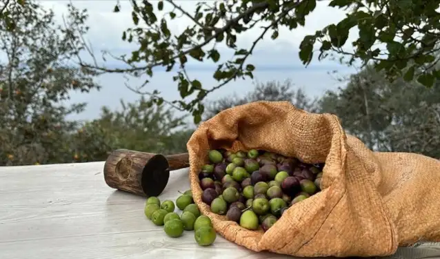 Zeytinde "yok yılı" tahmini: Üretimde geçen yıla göre yüzde 35 azalma bekleniyor