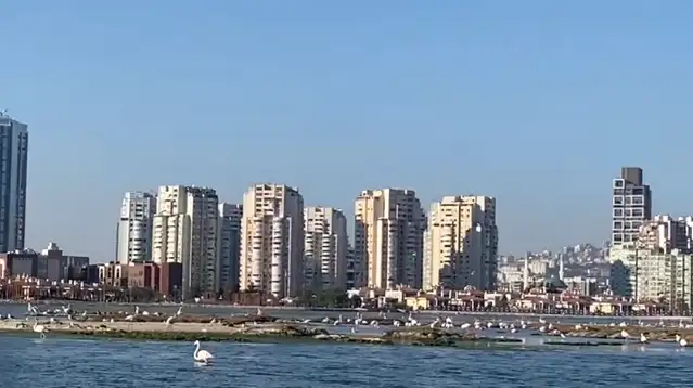 İzmir’de Gediz Deltası’nda düzenlenen Flamingo Yolu Tekne Turları yoğun ilgi görüyor