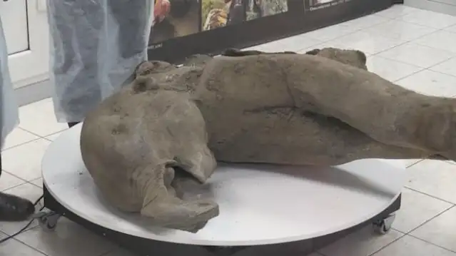 Rusya'da 50 bin yıllık oldukça iyi korunmuş yavru mamut fosili ortaya çıktı