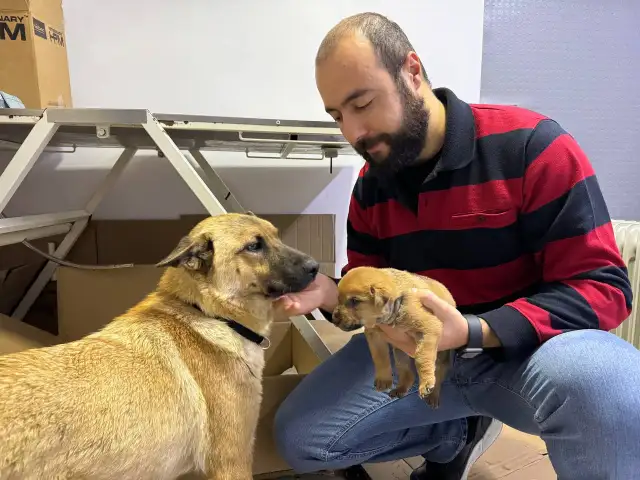 İstanbul'da bir köpek, ölmek üzere olan yavrusunu veterinere getirdi