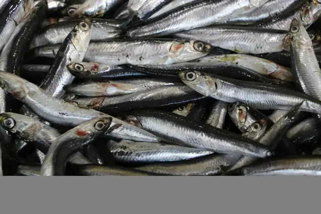 Tekirdağ'da tezgahların gözdesi hamsi ve çinekop
