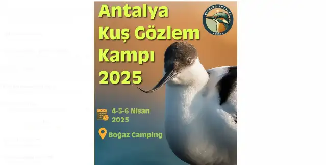 Antalya Kuş Gözlem Kampı 2025: Kuşları keşfet, doğayla bütünleş!