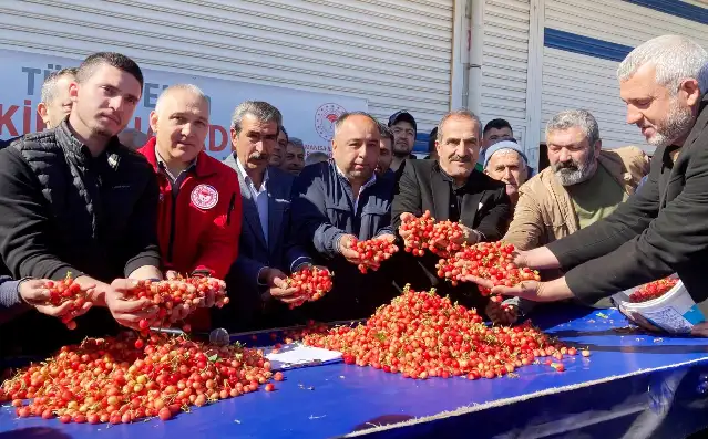 Kuzey kürenin ilk erkenci kirazı 3500 TL’den satıldı: Geçen yıl 2000 TL’den alıcı bulmuştu