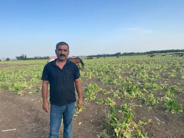 Şanlıurfa’da Besiciler ve Çiftçiler Maliyet Krizinde: Hayvancılık ve Tarım Tehlikede