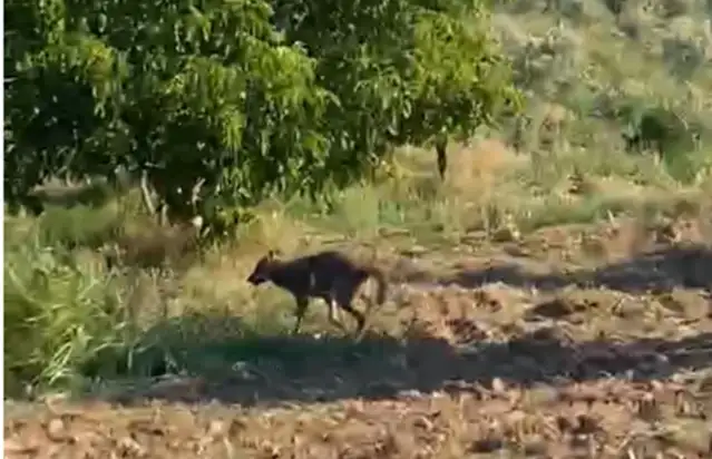 Manisalı köylüleri kurt paniği sardı