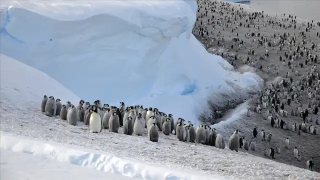 Antarktika'nın bir bölgesindeki imparator penguen nüfusu, 15 yılda yüzde 22 azaldı