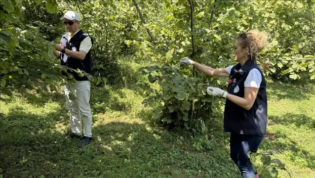 Giresun'un fındığını Samuray Arısı koruyacak