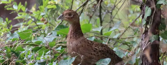 Kahverengi kokarcayla biyolojik mücadele için Karadeniz'de doğaya 3 bin sülün salınacak