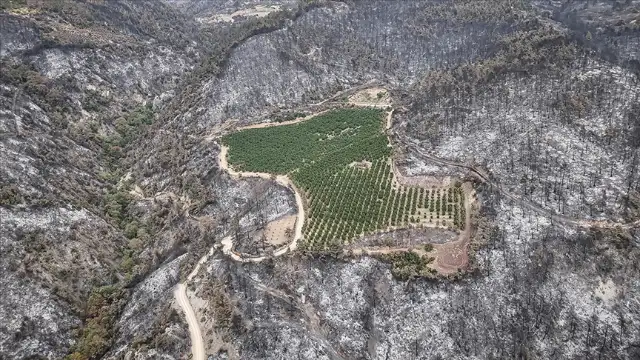 Bursa'da orman yangınında nektarin bahçesi yanmadı
