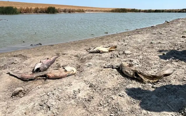 Tekirdağ'da su seviyesi düşen gölette oksijensiz kalan balıklar öldü