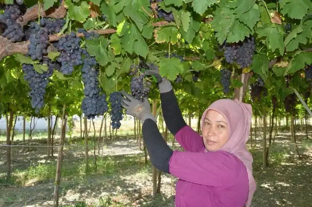Manisa’da ilk üzüm hasadı Spil Karası ile başladı
