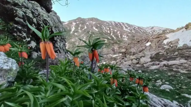 Diyarbakır'da yaylada maden arayan şirketin ÇED raporu "bulunamıyor"