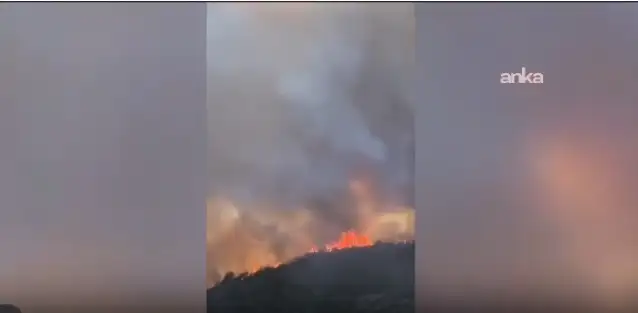 Bursa Yenişehir'de orman yangını