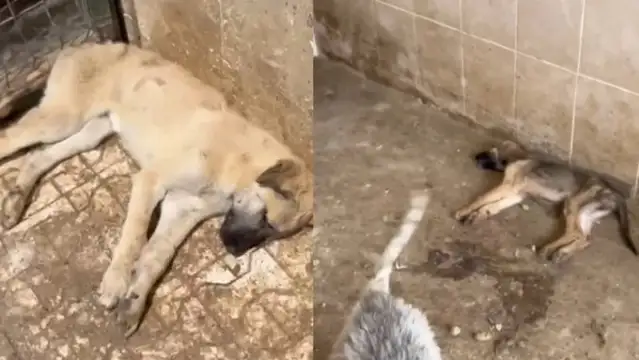 Gümüşhane Belediyesi barınağında köpeklerin susuzluktan öldüğü iddiasına soruşturma