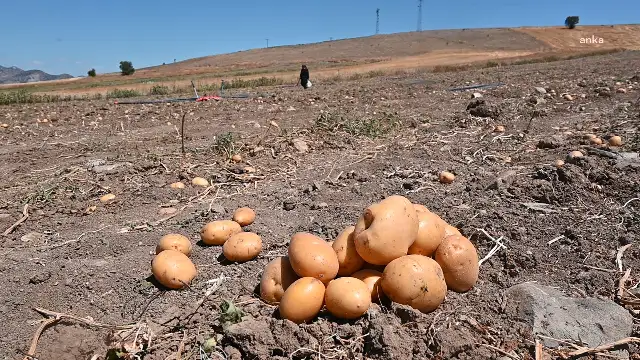 Yozgat’ta soğan patates tarlada ücretsiz dağıtılmaya başlandı