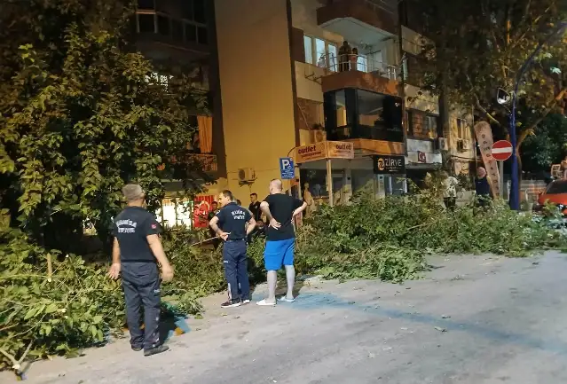 Asırlık dut ağacı dövdesinde iki ayrıldı: Park halindeki araçlar altında kaldı