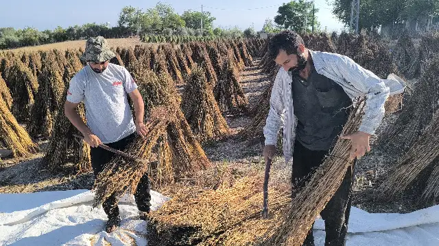 Susam üreticileri isyanda: Maliyetler yüksek
