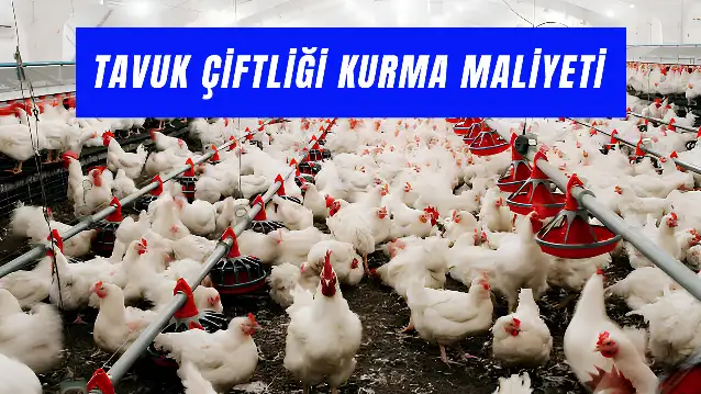 Tavuk Çiftliği Kurma Maliyeti 2025: Şartlar ve Devlet Desteği Hakkında Tüm Detaylar…