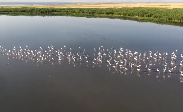 Kuraklık Van Gölü kıyılarındaki flamingoların yaşam alanlarını daralttı